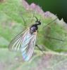 Sciophilinae inconnu